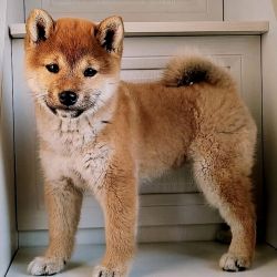 picture of dog