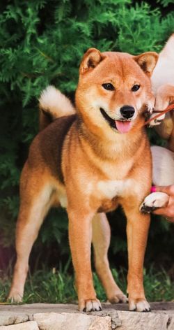 picture of dog