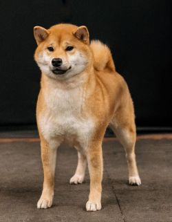 picture of dog