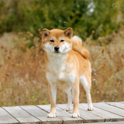 picture of dog