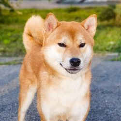 picture of dog