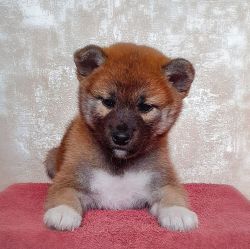 picture of dog