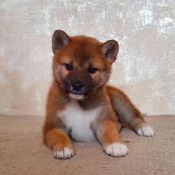 picture of dog