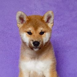 picture of dog