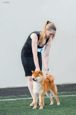 picture of dog