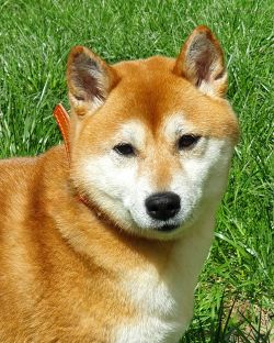 picture of dog