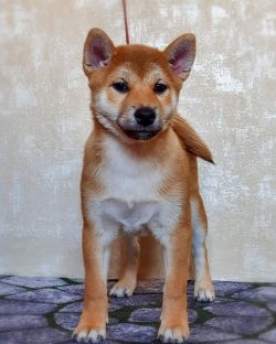 picture of dog