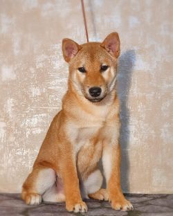 picture of dog