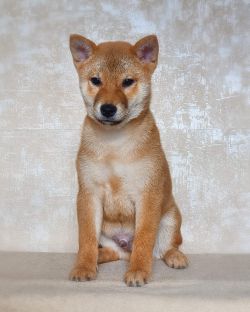 picture of dog