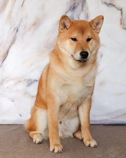 picture of dog