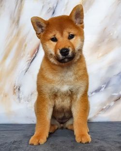 picture of dog