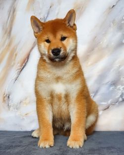 picture of dog
