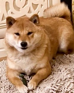 picture of dog