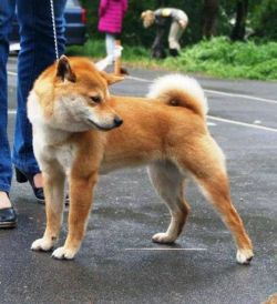 picture of dog