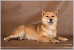 picture of dog