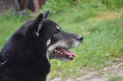 picture of dog