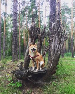 picture of dog