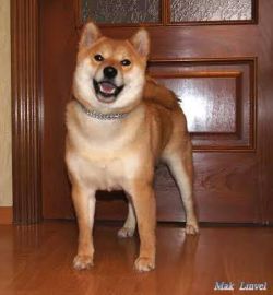 picture of dog
