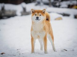 picture of dog