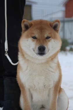 picture of dog