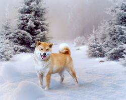 picture of dog
