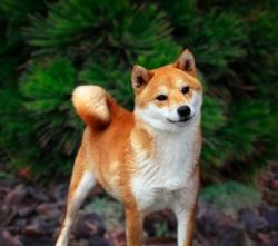 picture of dog