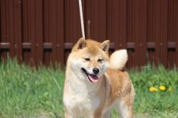picture of dog
