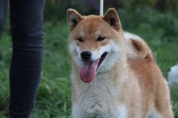 picture of dog