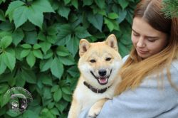 picture of dog