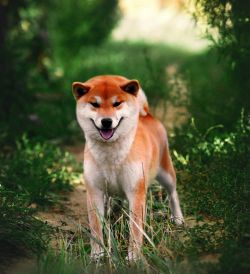 picture of dog