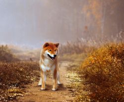 picture of dog