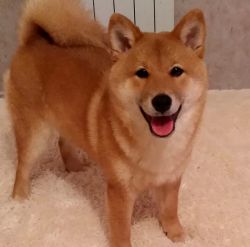 picture of dog