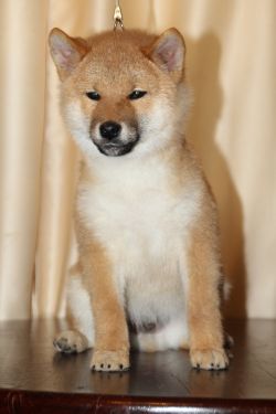 picture of dog