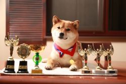 picture of dog