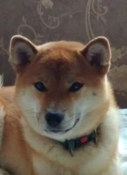 picture of dog