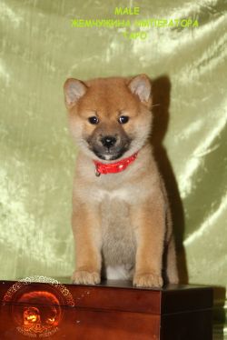picture of dog