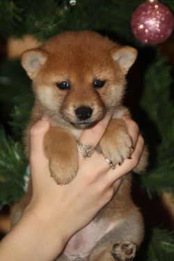 picture of dog