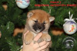 picture of dog