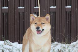 picture of dog