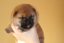 picture of dog