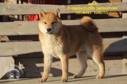 picture of dog