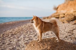 picture of dog