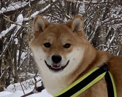 picture of dog