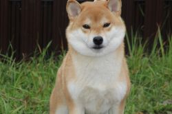picture of dog