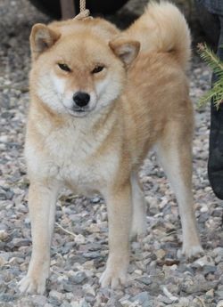 picture of dog