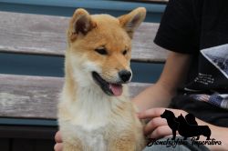 picture of dog
