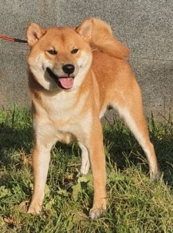 picture of dog