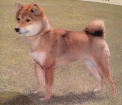 picture of dog