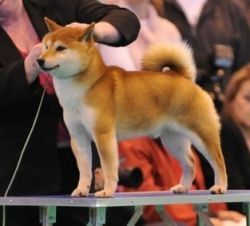 picture of dog