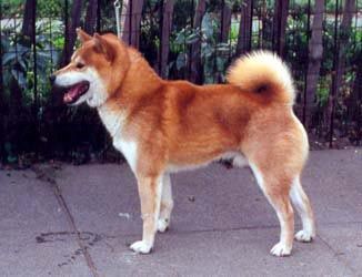 picture of dog
